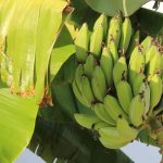 Como ter uma bananeira que produz bananas em França?