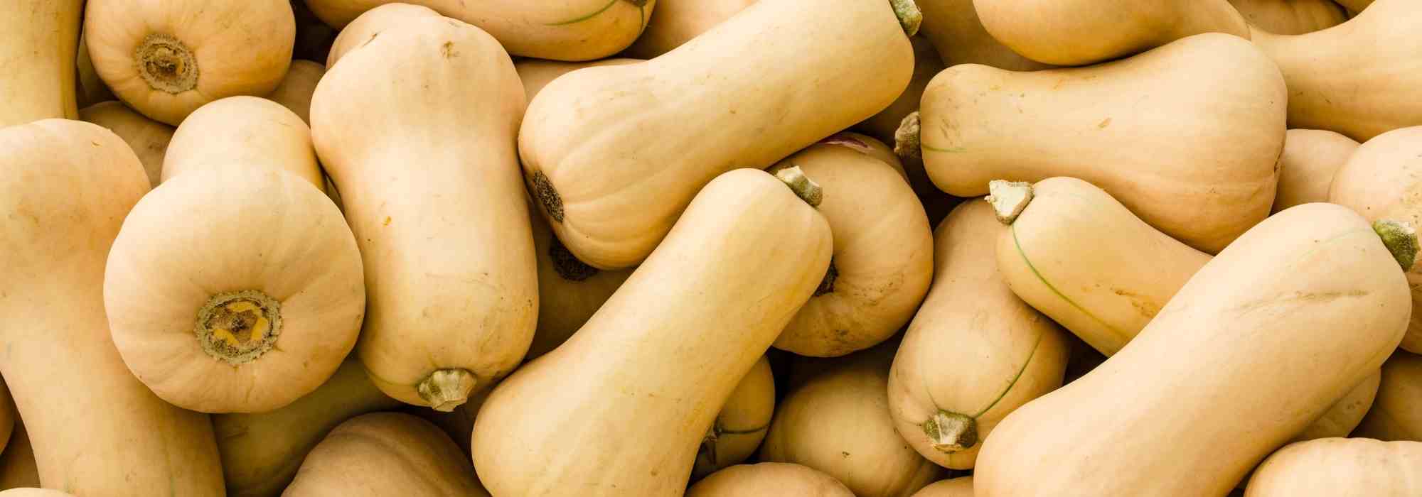 Como cultivar a abóbora-gigante butternut? Os nossos conselhos