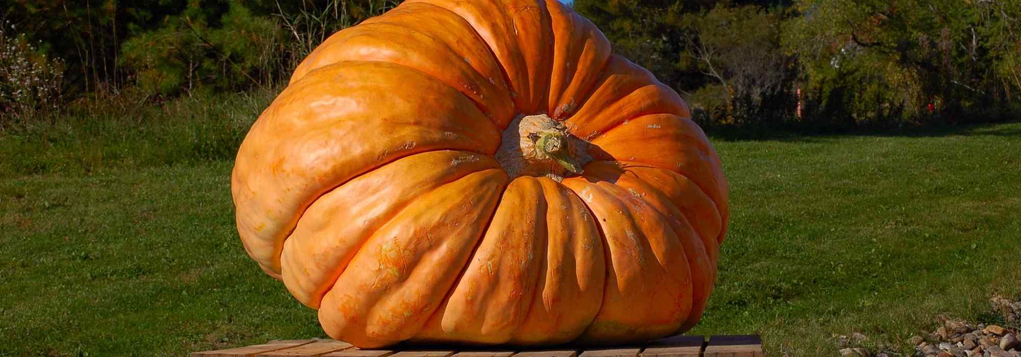 As abóboras-gigantes: o cultivo do gigantismo