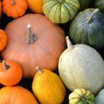 As diferentes famílias de abóboras-gigantes: escolher as variedades certas para o seu jardim