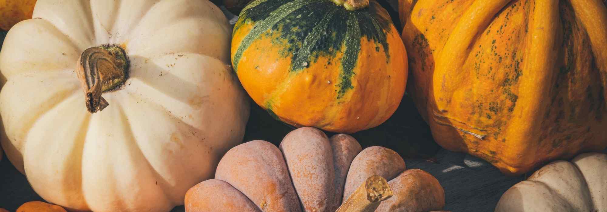 Abóboras-gigantes pouco conhecidas ou esquecidas: tesouros para a horta