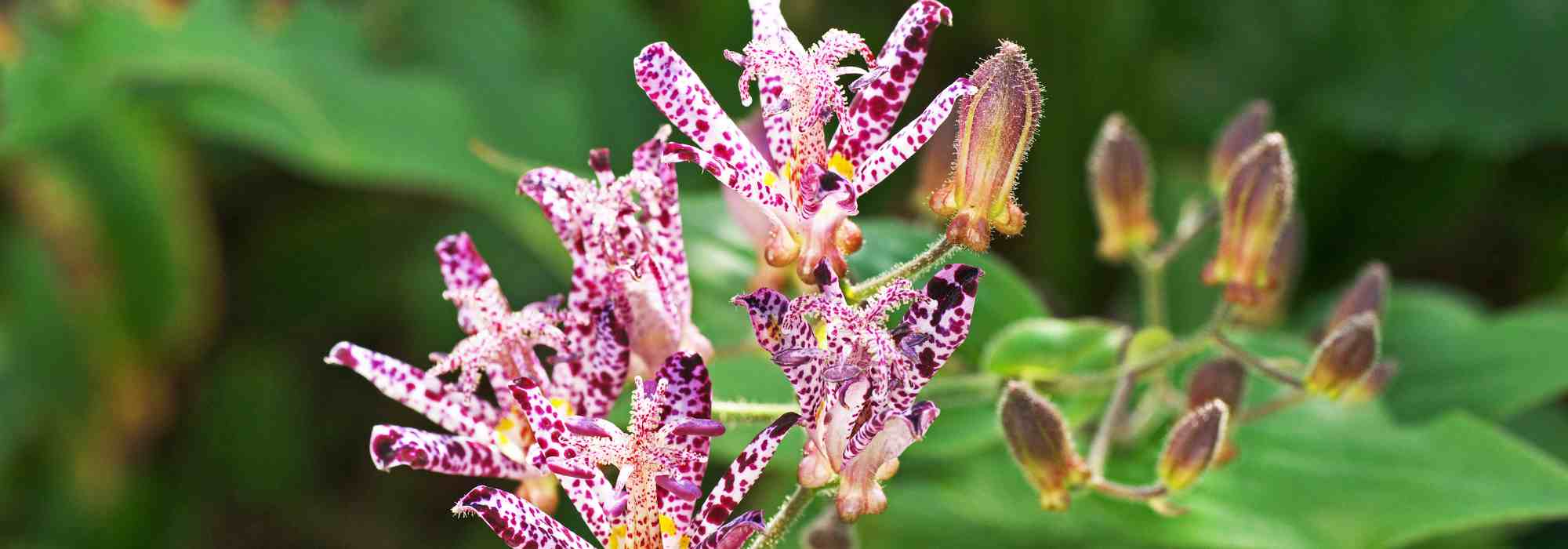 Plantas de floração salpicada