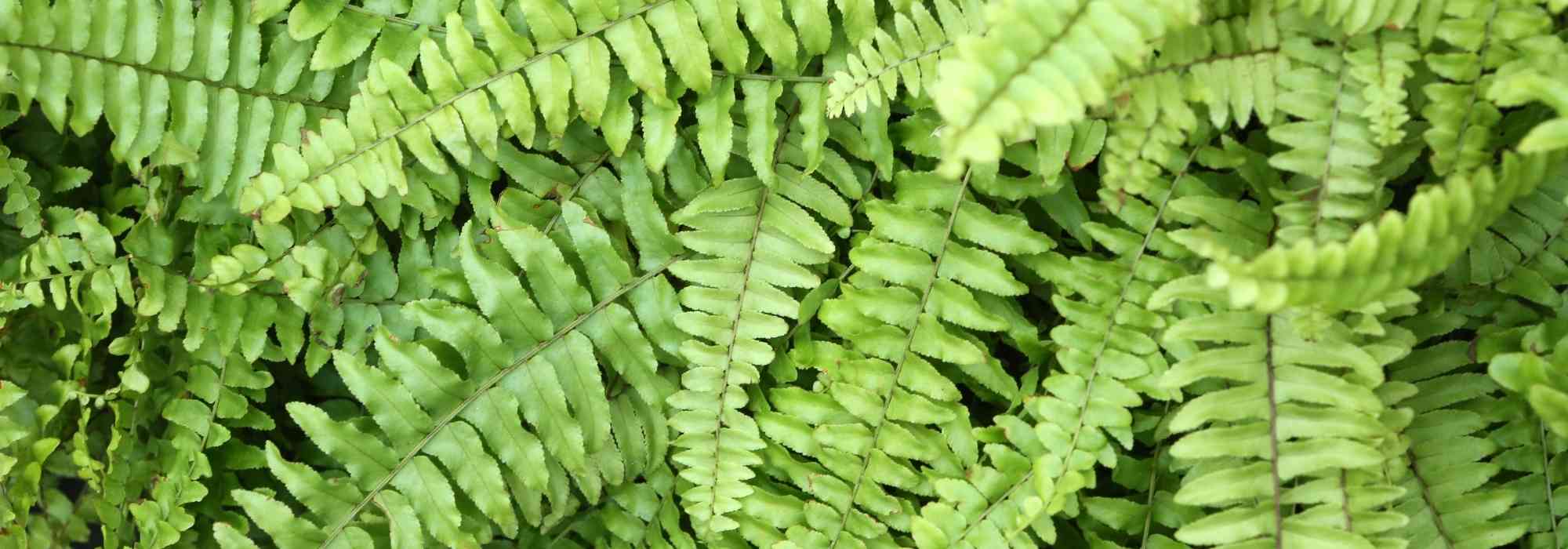 Feto-de-Boston (Nephrolepis): cuidados ao longo das estações