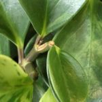Doenças e pragas da Peperomia