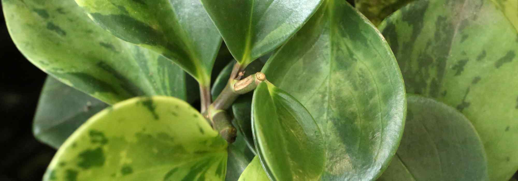 Doenças e pragas da Peperomia
