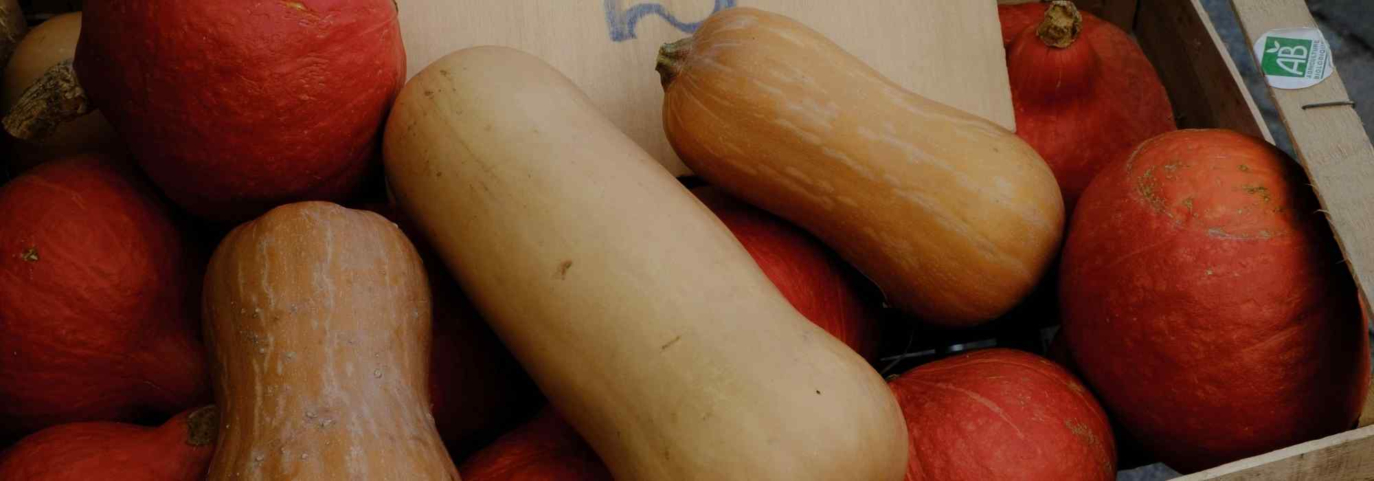 Abóbora butternut vs. abóbora potimarron: quais as diferenças na horta e na cozinha?