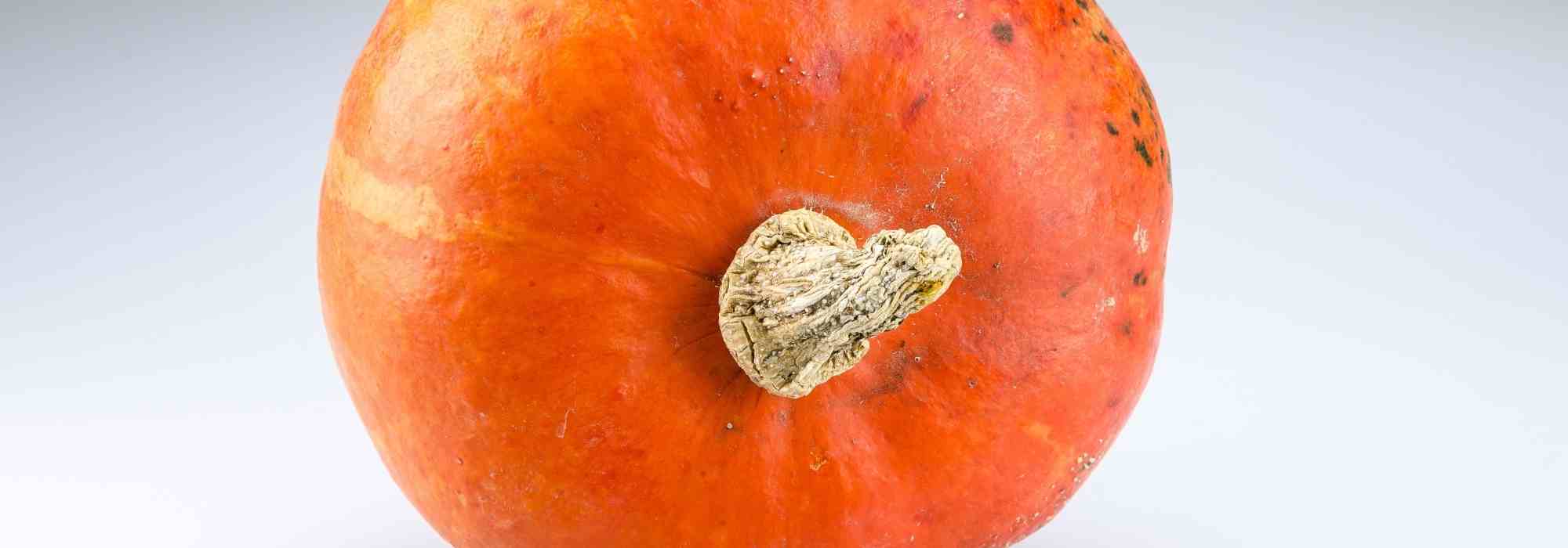 Cultivar abóbora Hokkaido: os nossos conselhos