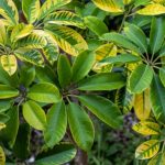 Schefflera: os cuidados ao longo das estações