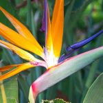 A minha estrelícia não floresce: causas e soluções