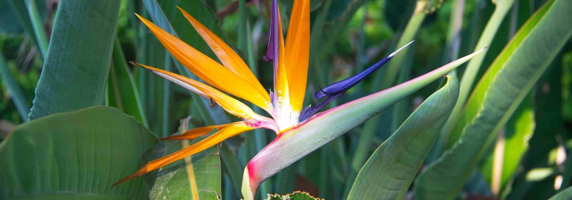 A minha estrelícia não floresce: causas e soluções