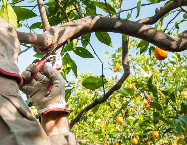 Poda da laranjeira: quando e como?