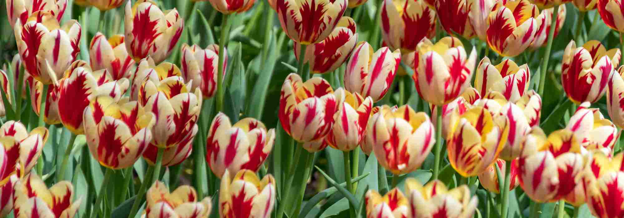 Como escolher tulipas bicolores para uma floração deslumbrante na primavera?