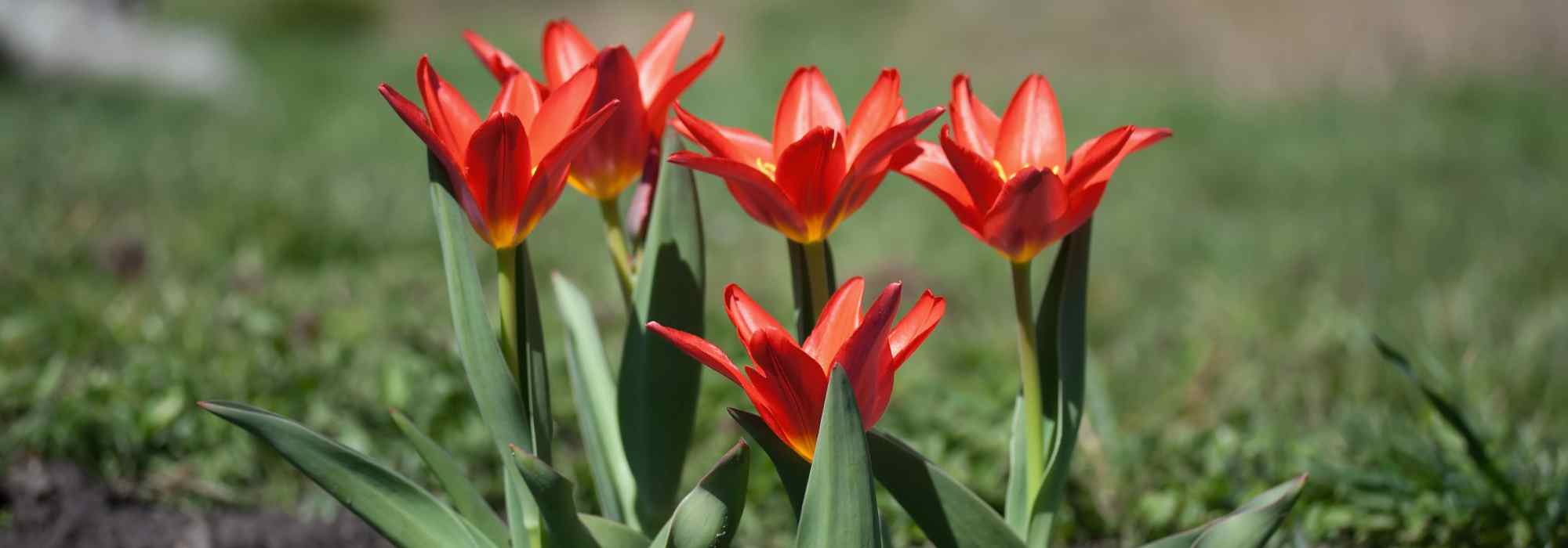 Como escolher tulipas precoces para uma floração precoce na primavera?