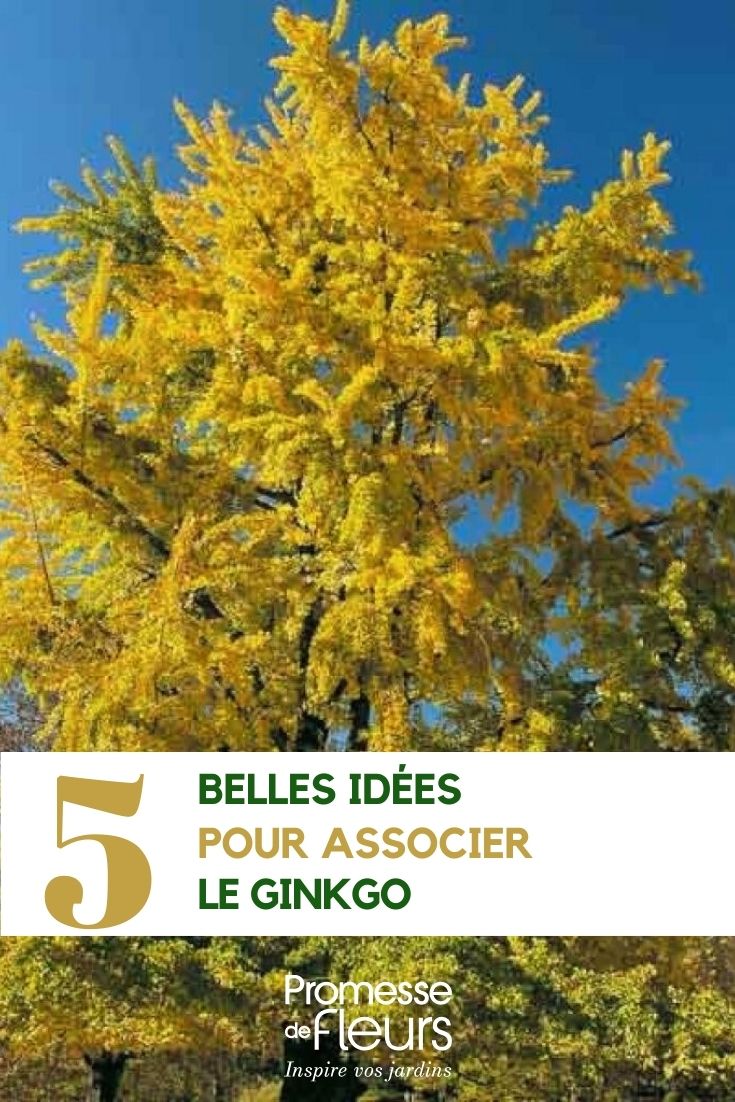 associações do ginkgo