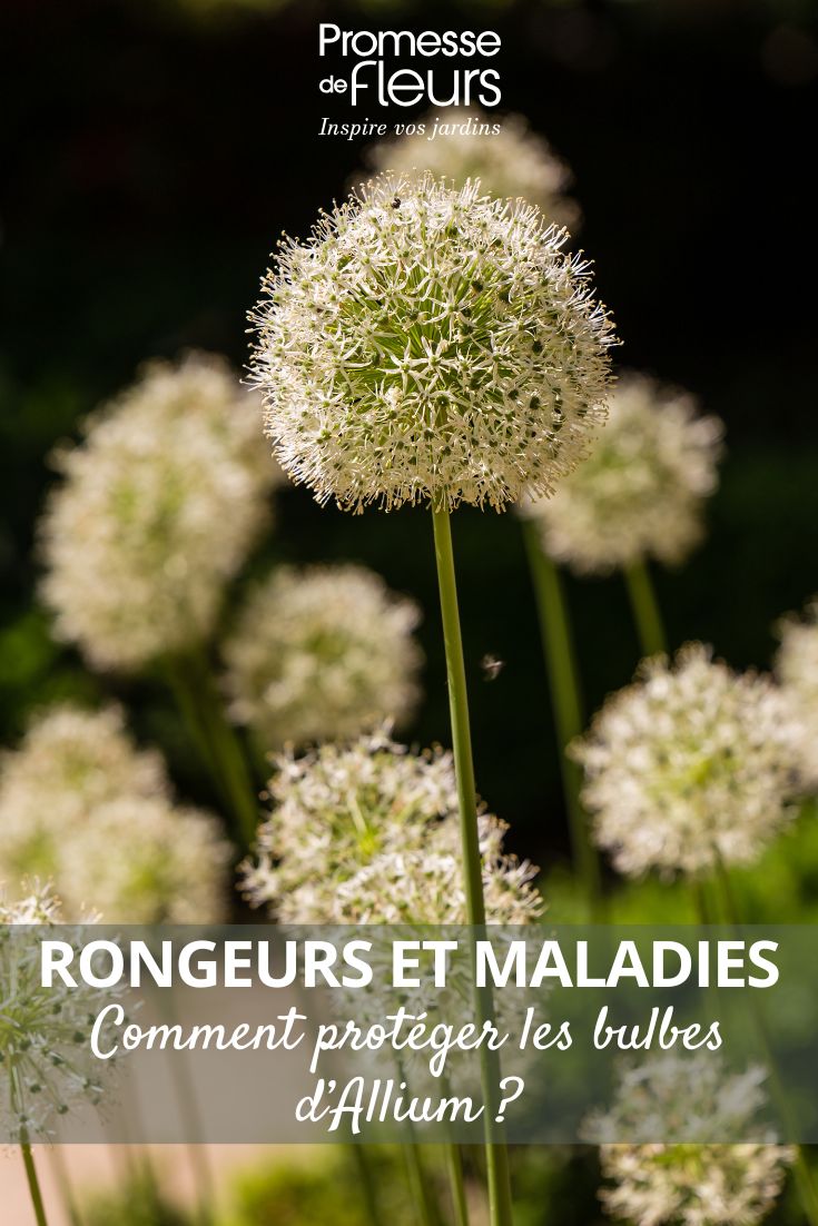 Flores de bolbos de alho