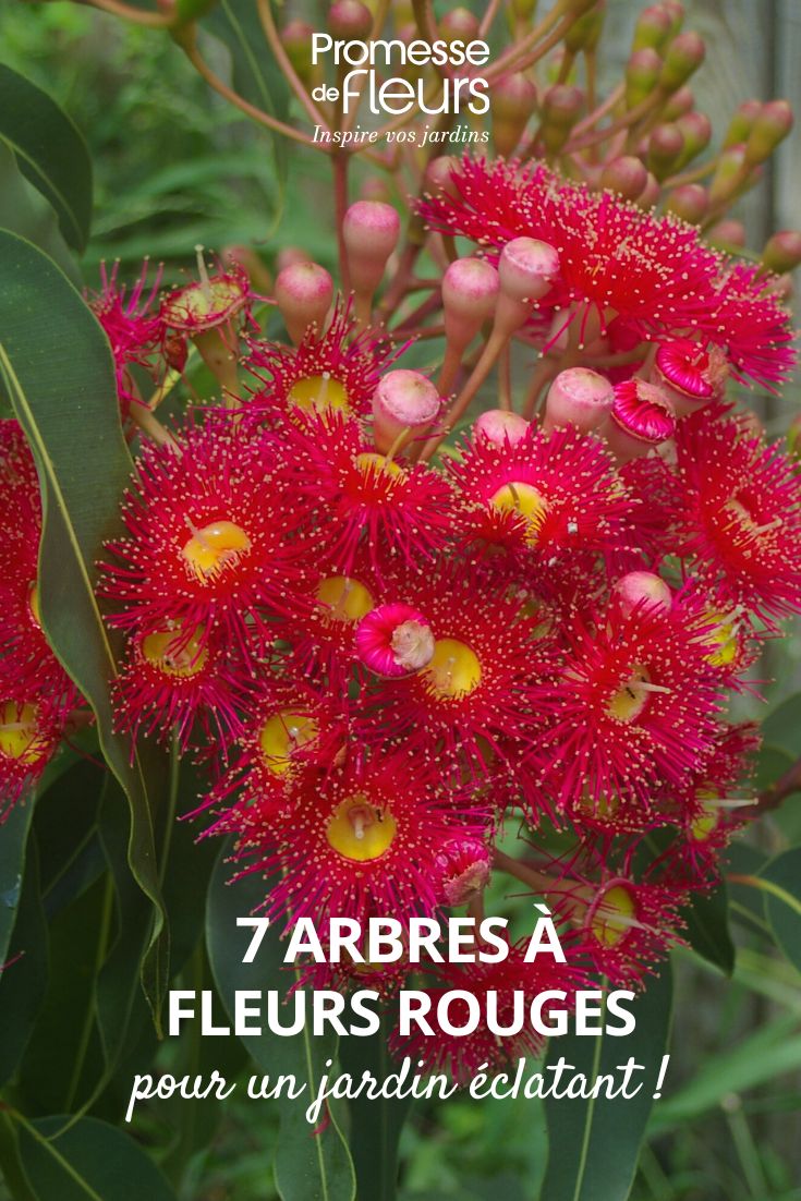 eucalipto vermelho