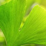 Ginkgo biloba: por que motivo esta árvore fascina tanto os jardineiros?