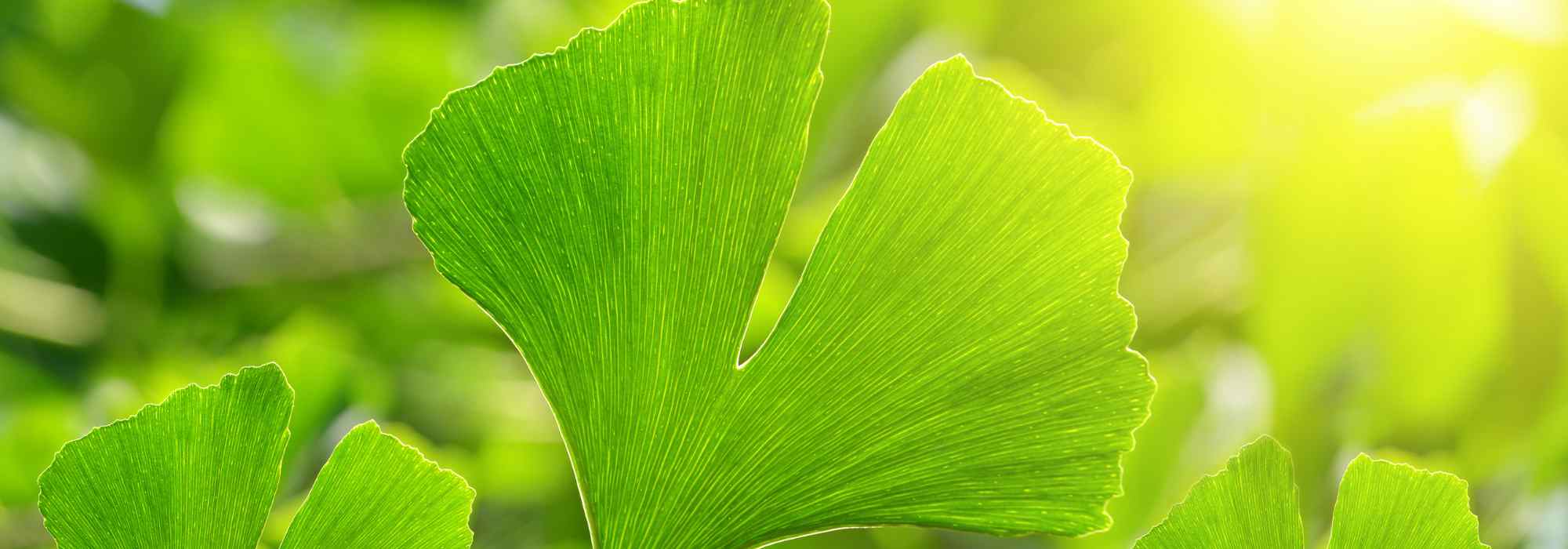 Ginkgo biloba: por que motivo esta árvore fascina tanto os jardineiros?