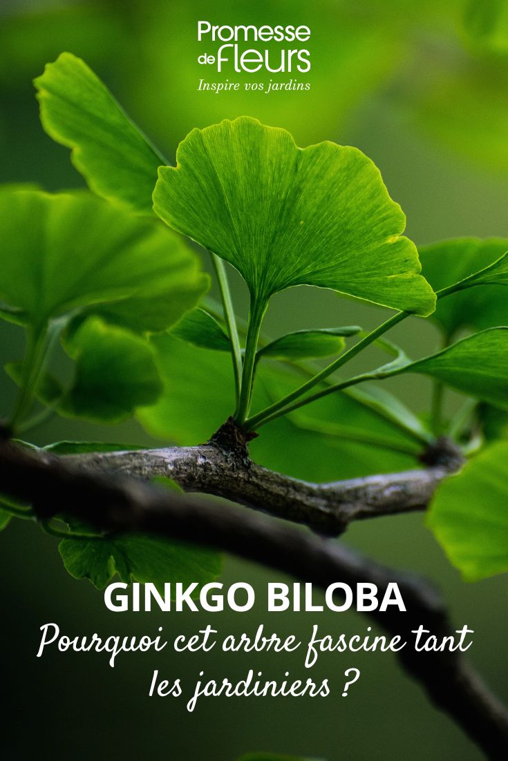 folha de ginkgo