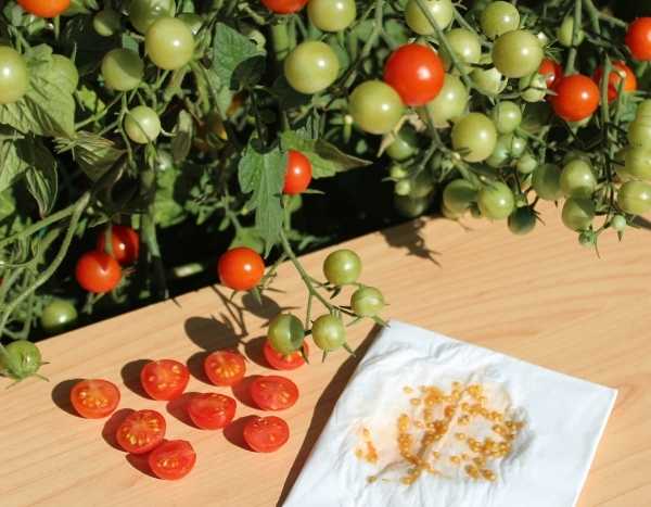 Como secar e conservar corretamente as suas sementes hortícolas?
