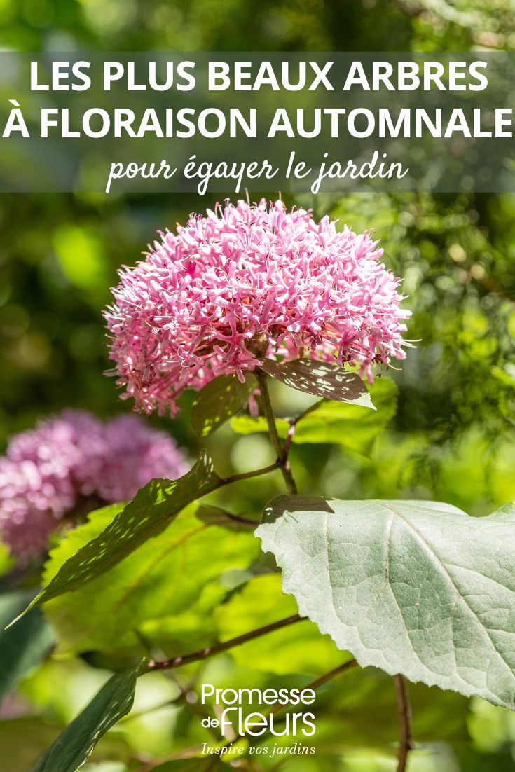 clerodendro