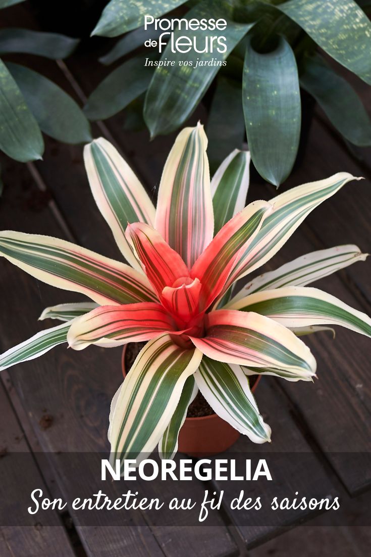 neoregélia