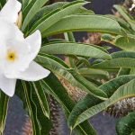 Palmeira-de-Madagáscar: cultivar e cuidar