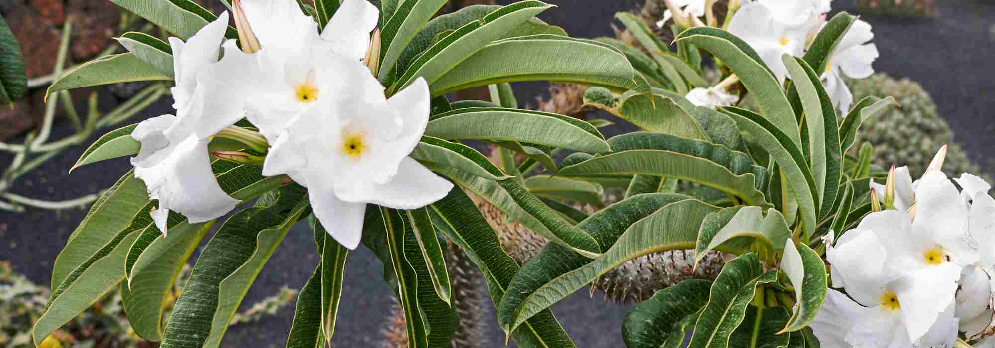 Palmeira-de-Madagáscar: cultivar e cuidar