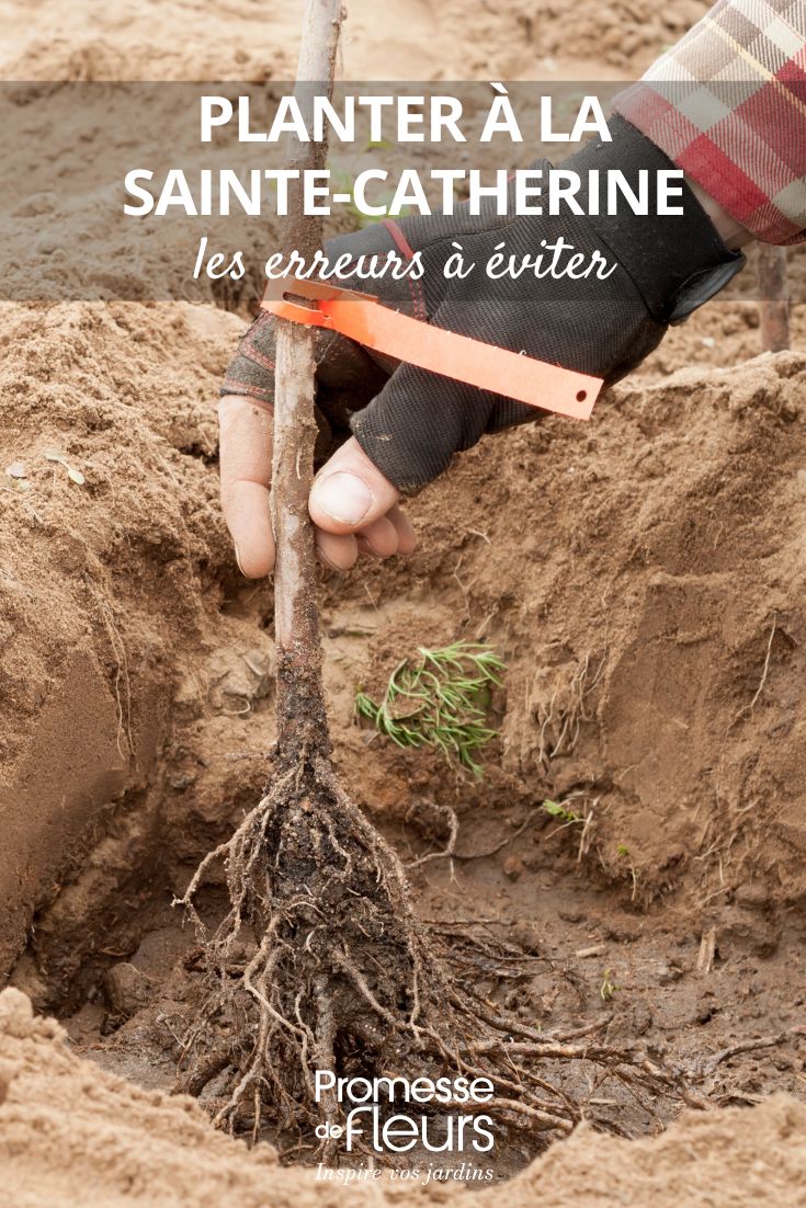 Plantação de uma raiz nua