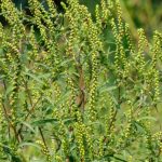 Ambrosia: como combatê-la naturalmente no jardim?