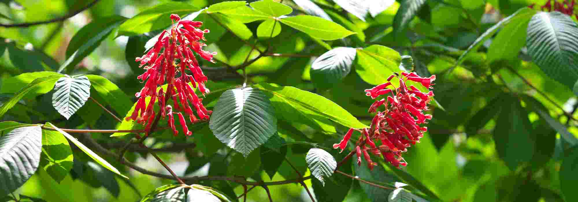 7 árvores de flores vermelhas para um jardim deslumbrante!