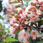 As árvores mais bonitas com floração outonal para alegrar o jardim