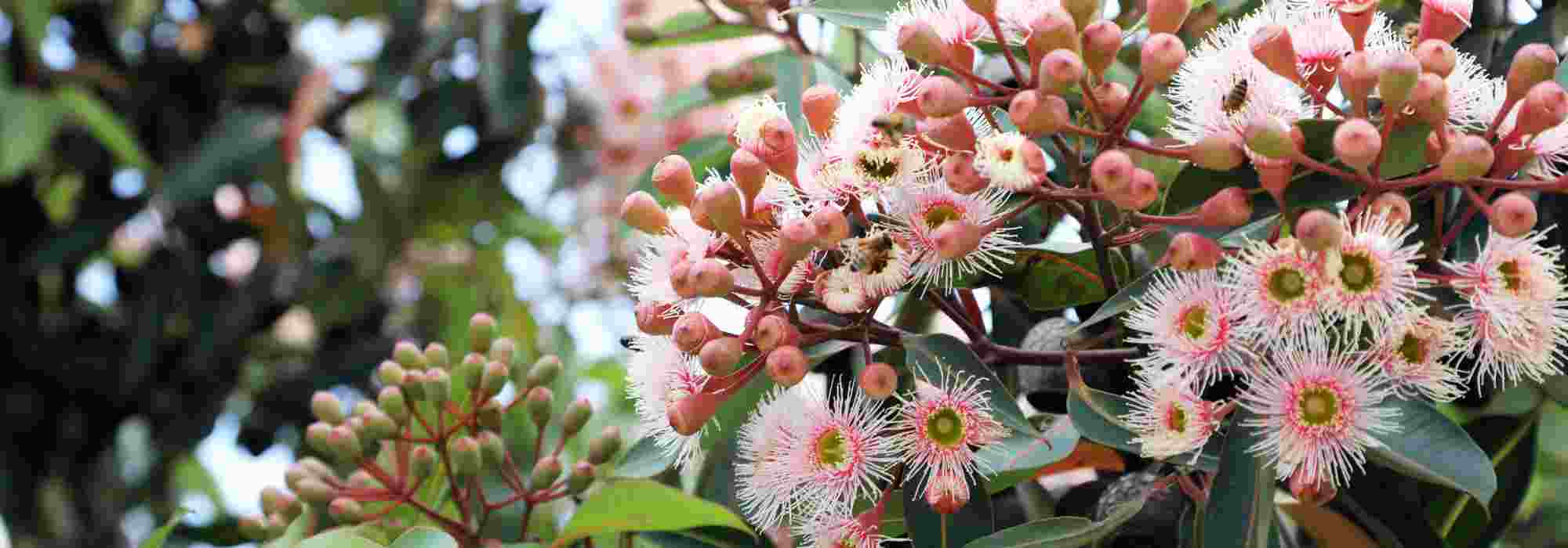 As árvores mais bonitas com floração outonal para alegrar o jardim