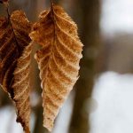 As folhagens marcescentes: uma mais-valia para o jardim no inverno