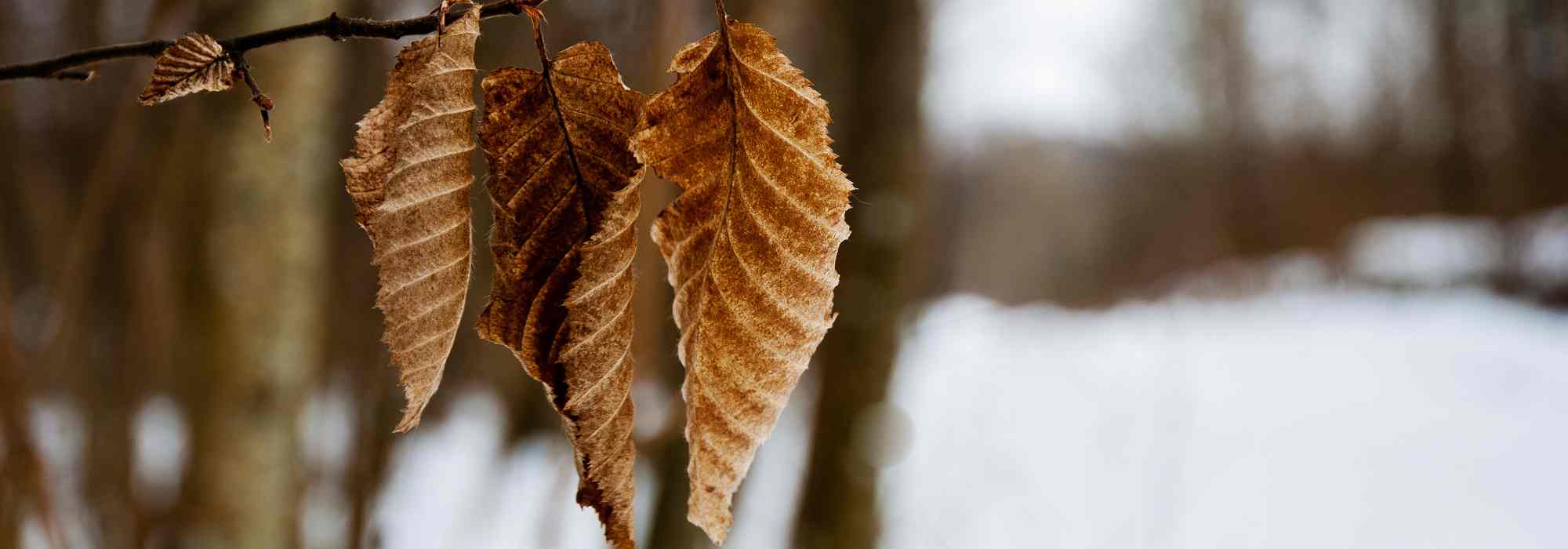 As folhagens marcescentes: uma mais-valia para o jardim no inverno