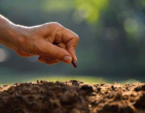 Como testar a germinação de sementes velhas?