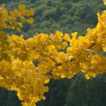 5 belas ideias para combinar o ginkgo