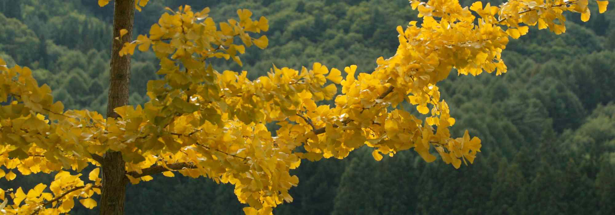 5 belas ideias para combinar o ginkgo