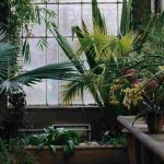 O jardim de inverno: um refúgio verde sob vidro