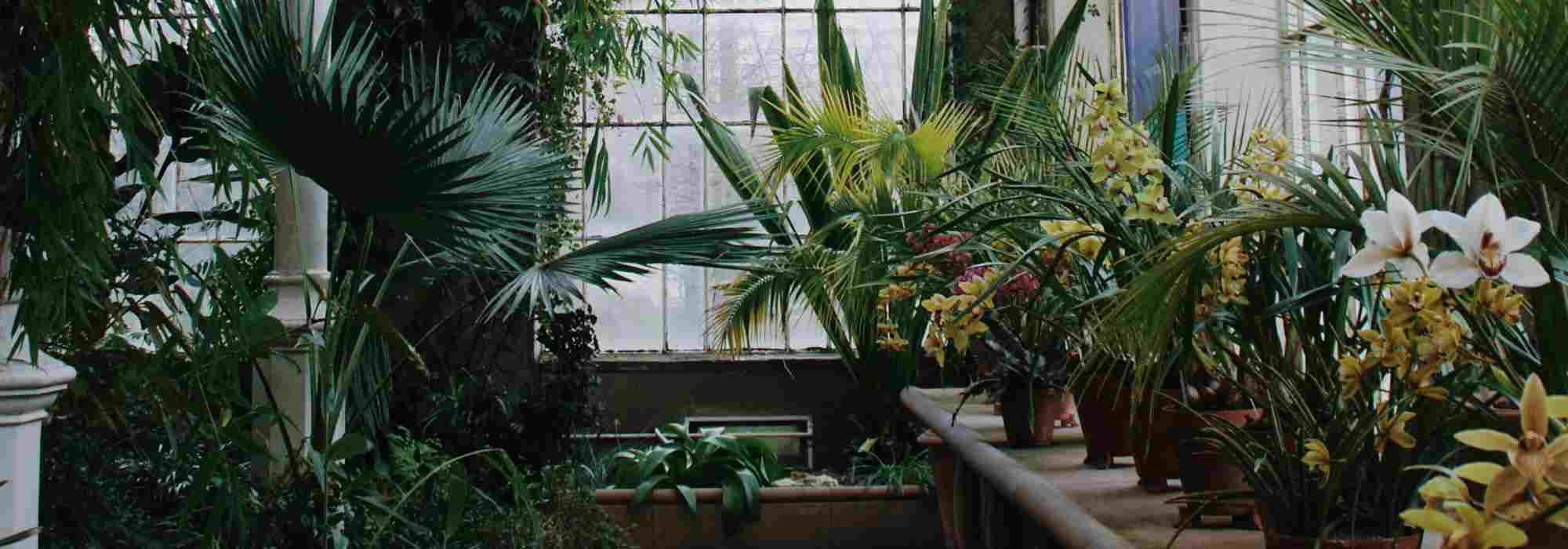 O jardim de inverno: um refúgio verde sob vidro