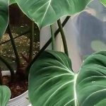 Doenças e pragas do filodendro