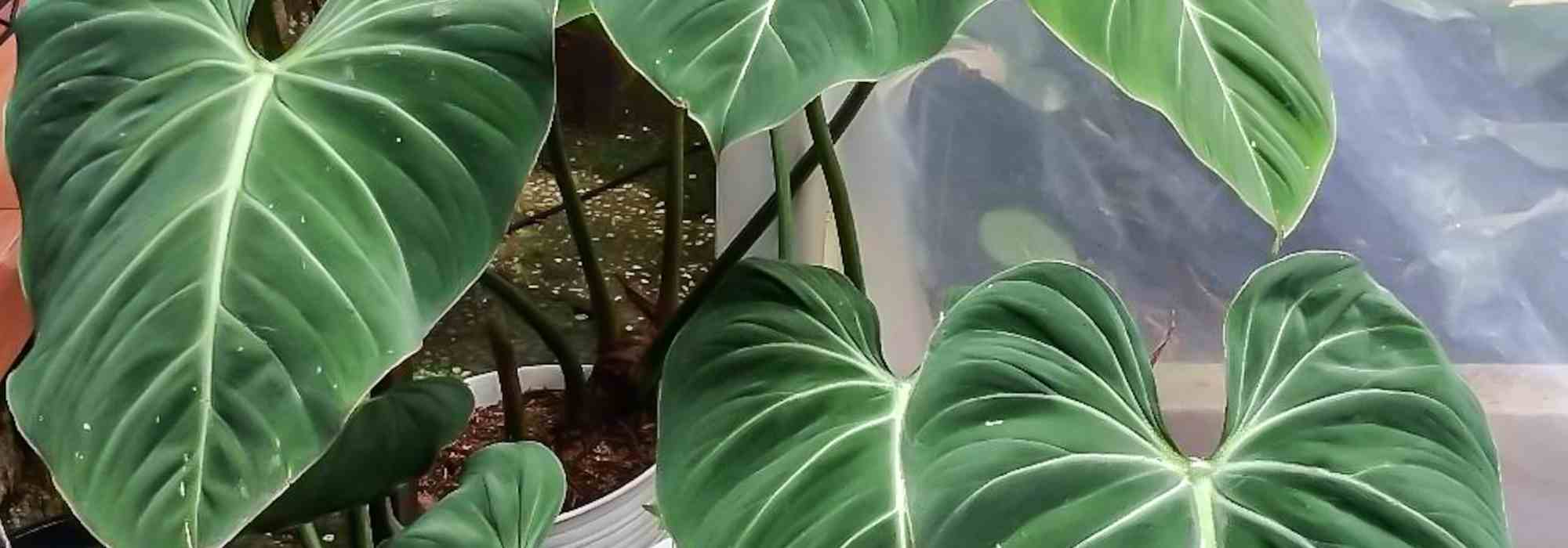 Doenças e pragas do filodendro