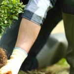 Plantar para se reconstruir ou o poder reparador das plantas