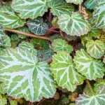 Saxífraga de interior: cuidados e cultivo
