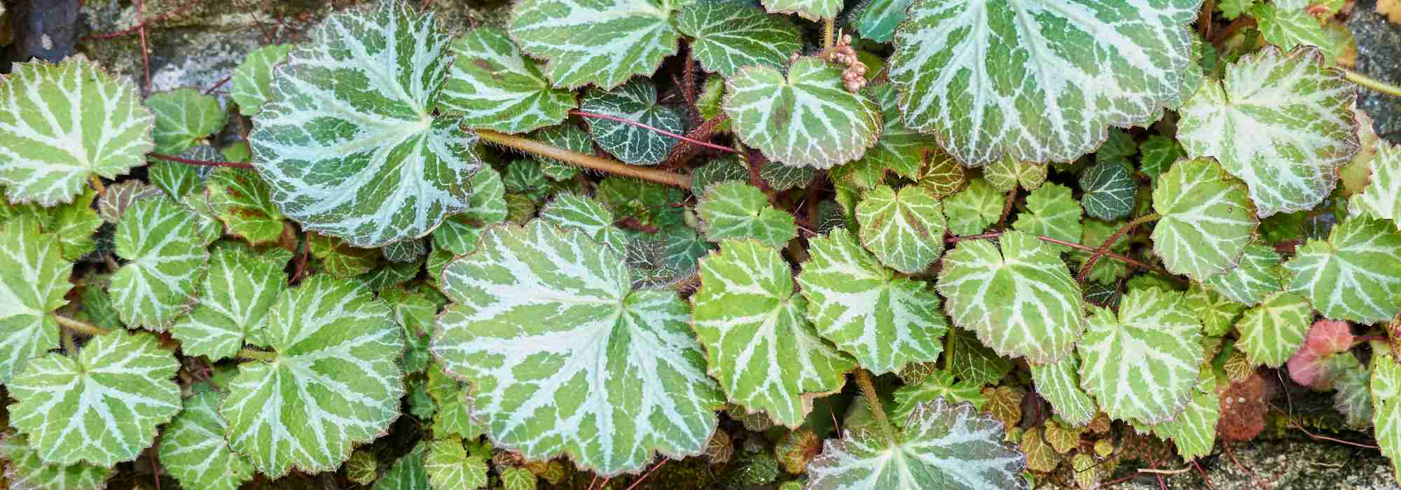 Saxífraga de interior: cuidados e cultivo