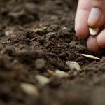 Sementeira de sementes hortícolas: os erros frequentes a evitar!