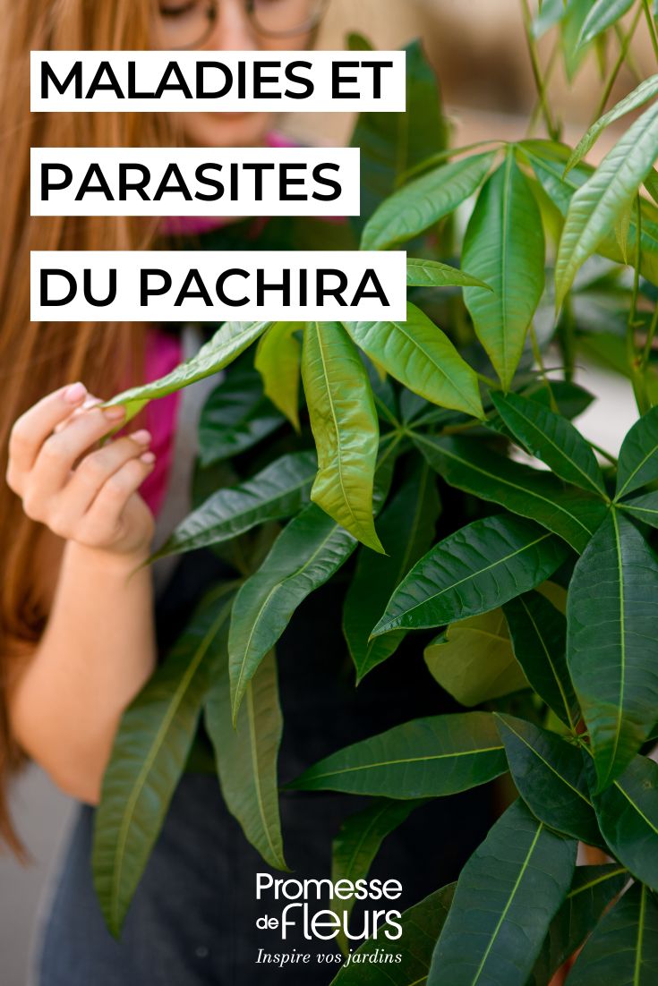 Inspeção de uma pachira