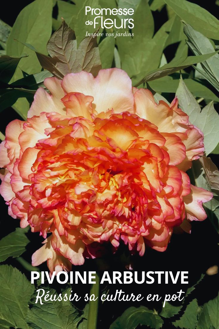 peonia-arbustiva-Jin-Ge-Paeonia-suffruticosa