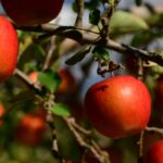 Frutos durante todo o ano: será possível?