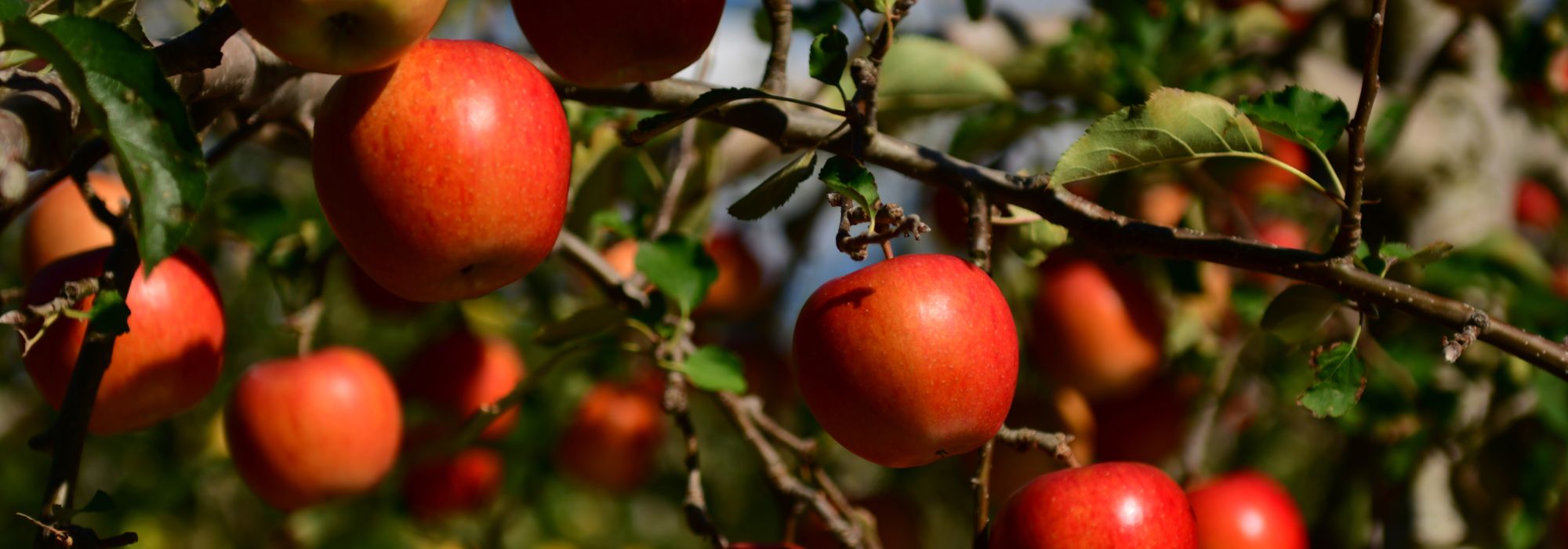 Frutos durante todo o ano: será possível?